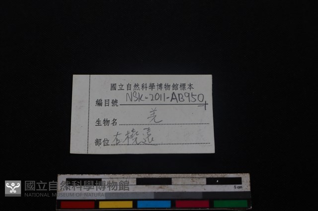 山羌骨藏品圖，第3張