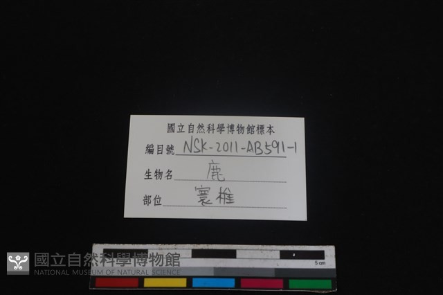 梅花鹿骨藏品圖，第3張