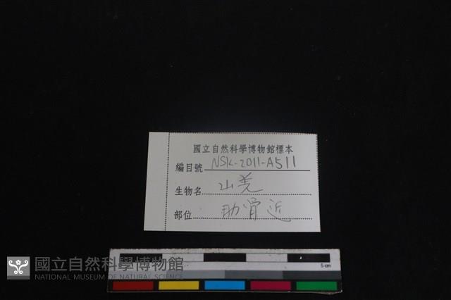 山羌骨藏品圖，第3張