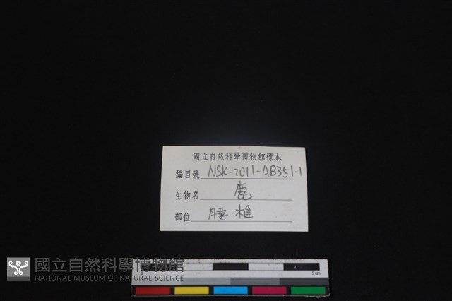 梅花鹿骨藏品圖，第3張