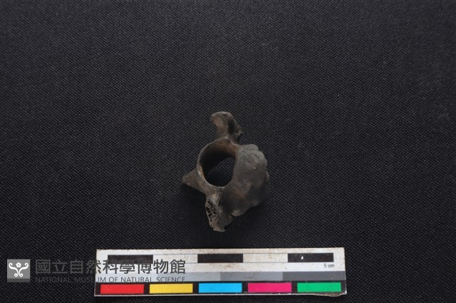 山羌骨藏品圖，第3張