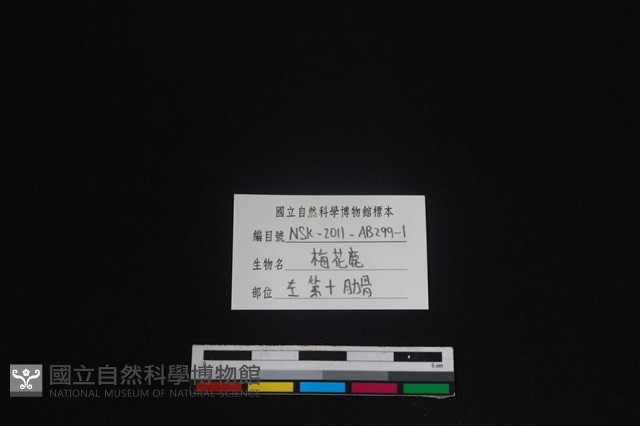 梅花鹿骨藏品圖，第3張