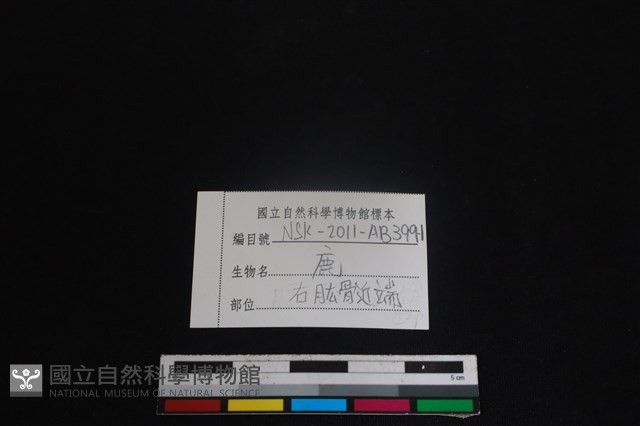 梅花鹿骨藏品圖，第3張