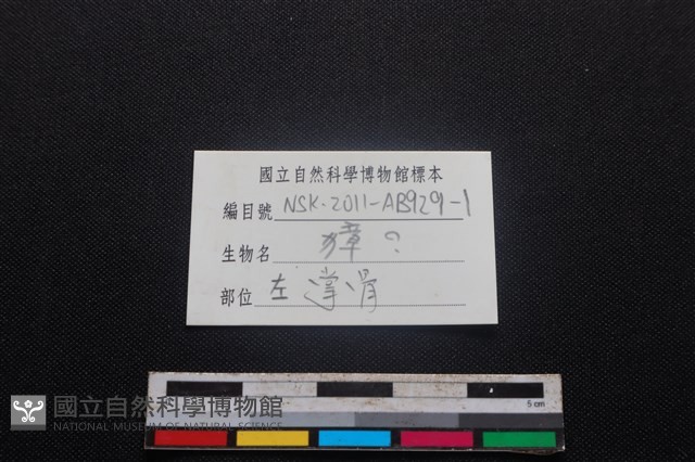獐骨藏品圖，第3張