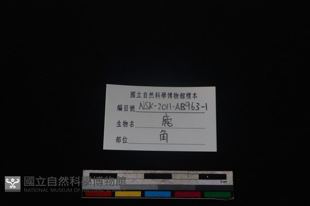 梅花鹿骨藏品圖，第3張