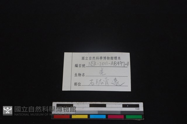 山羌骨藏品圖，第3張