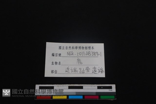 梅花鹿骨藏品圖，第3張