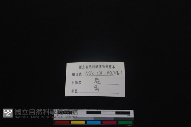 梅花鹿骨藏品圖，第3張