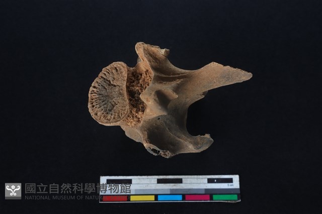 梅花鹿骨藏品圖，第3張
