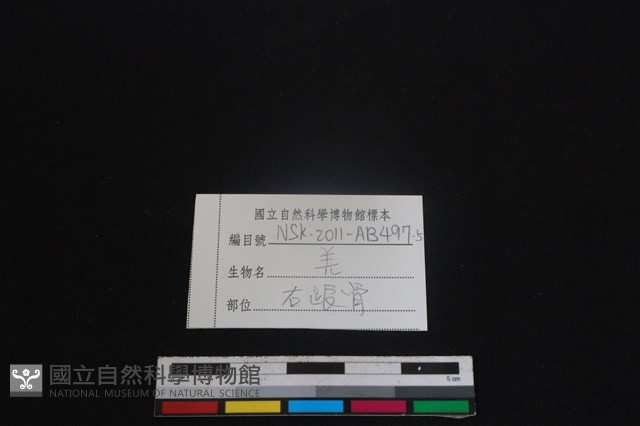 山羌骨藏品圖，第3張