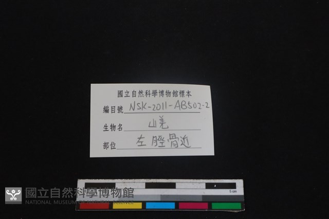 山羌骨藏品圖，第3張