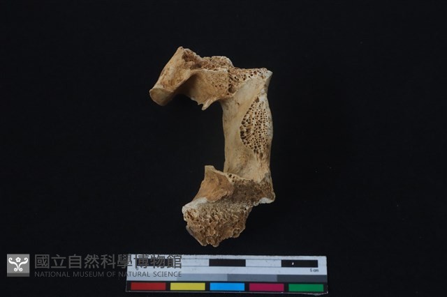 梅花鹿骨藏品圖，第3張
