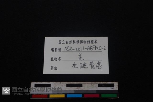 山羌骨藏品圖，第3張