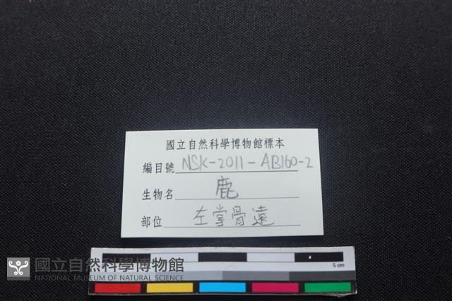 梅花鹿骨藏品圖，第3張