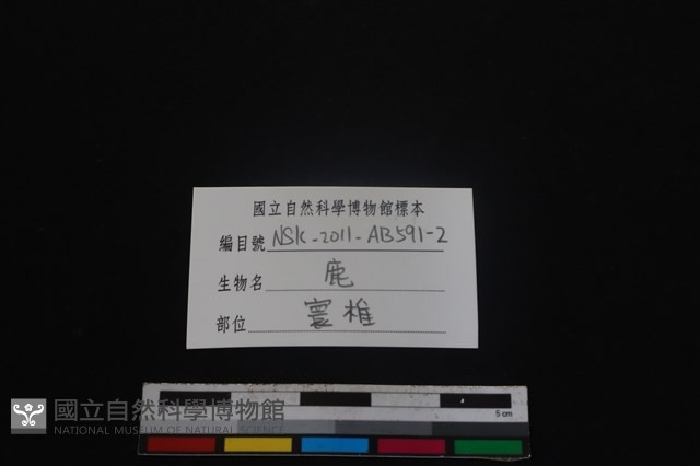 梅花鹿骨藏品圖，第3張