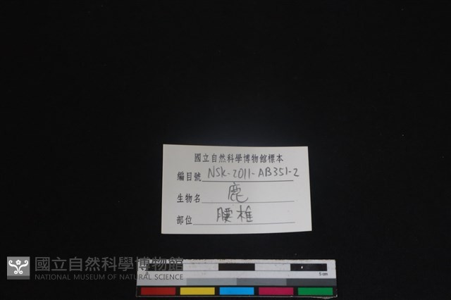梅花鹿骨藏品圖，第3張