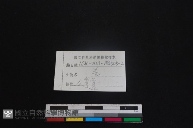山羌骨藏品圖，第3張