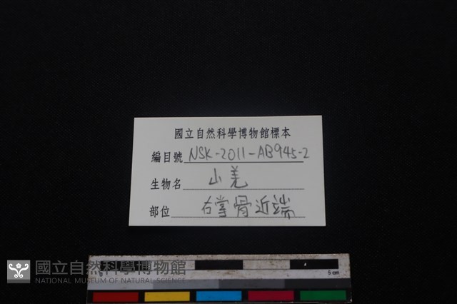 山羌骨藏品圖，第3張