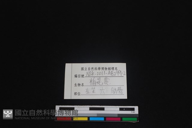 梅花鹿骨藏品圖，第3張