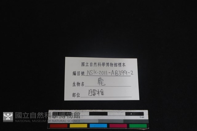 梅花鹿骨藏品圖，第3張