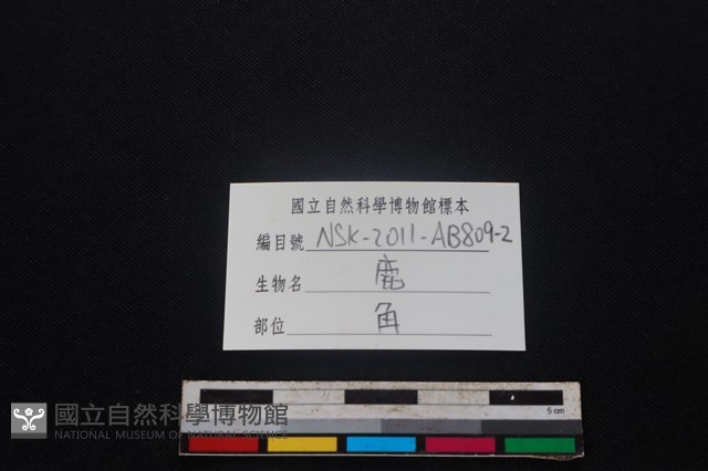 梅花鹿骨藏品圖，第3張