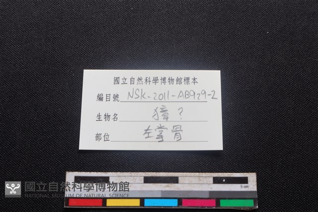 獐骨藏品圖，第3張