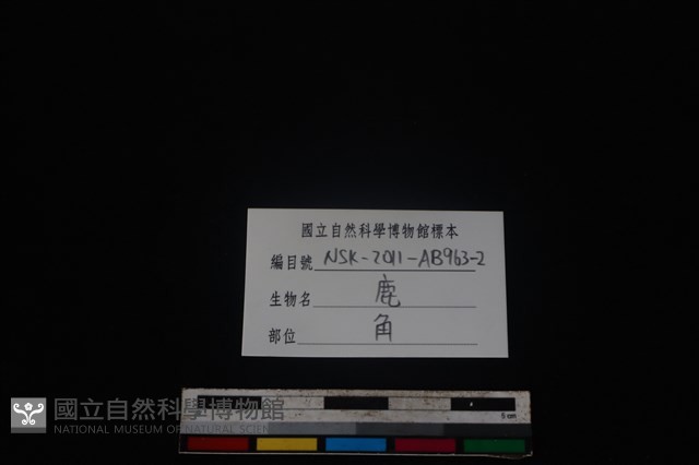 梅花鹿骨藏品圖，第3張