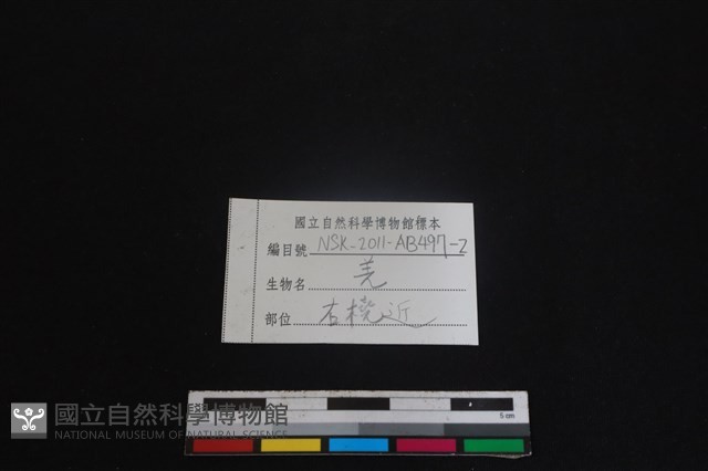 山羌骨藏品圖，第3張
