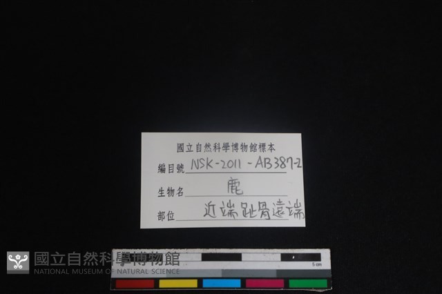 梅花鹿骨藏品圖，第3張