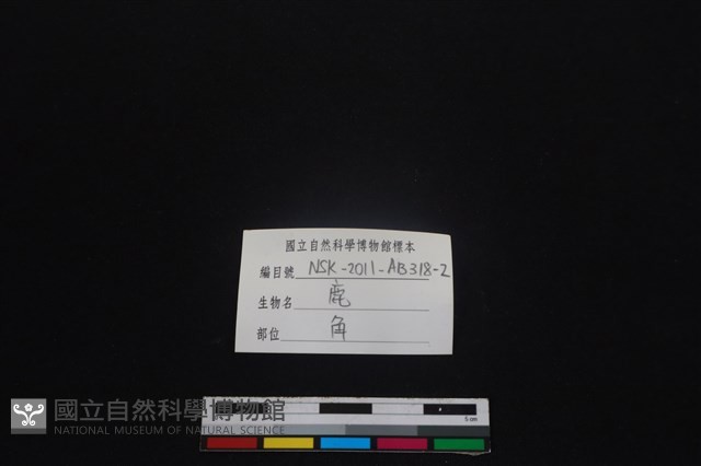 梅花鹿骨藏品圖，第3張