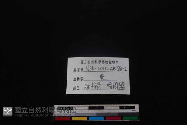梅花鹿骨藏品圖，第3張