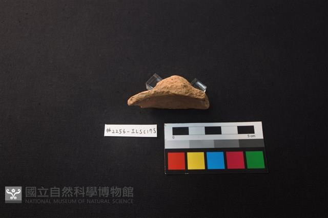 陶片藏品圖，第3張