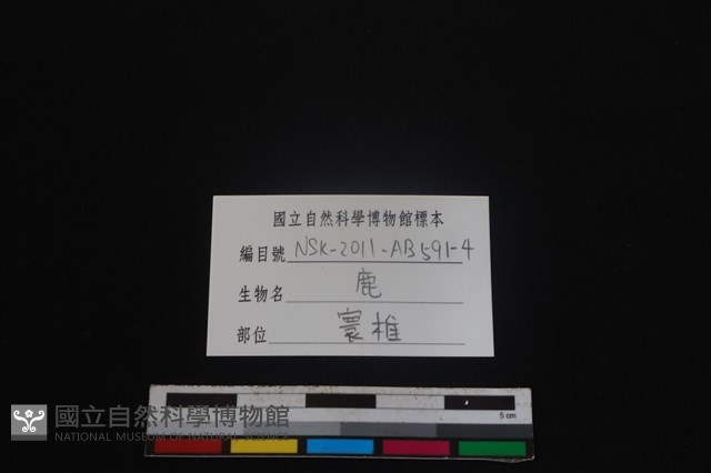 梅花鹿骨藏品圖，第3張