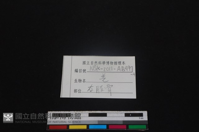 山羌骨藏品圖，第3張