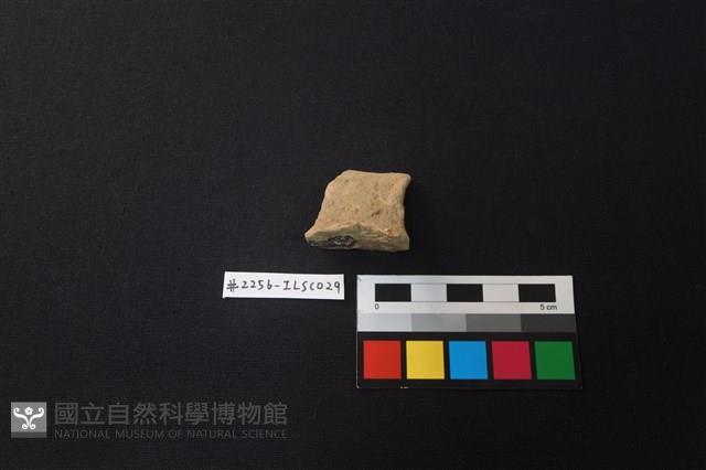 陶片藏品圖，第3張