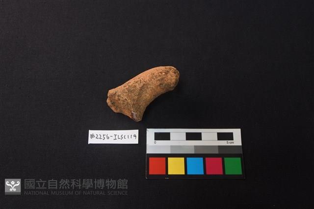 陶片藏品圖，第3張