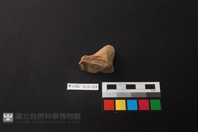 陶片藏品圖，第3張