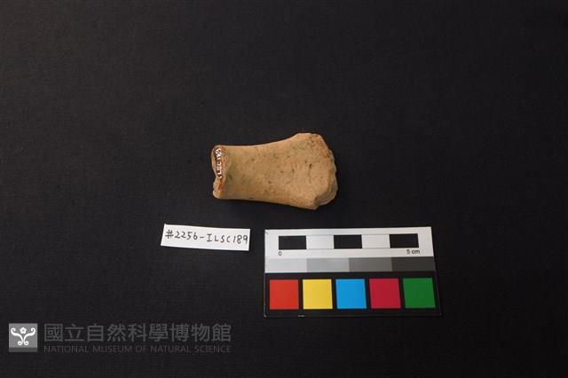 陶片藏品圖，第3張