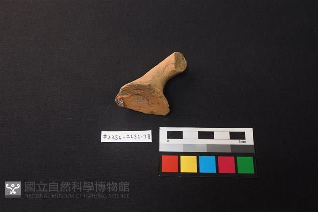 陶片藏品圖，第3張