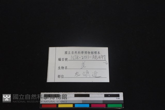 山羌骨藏品圖，第3張