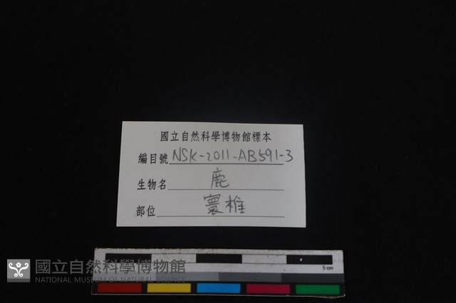 梅花鹿骨藏品圖，第3張
