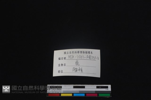 梅花鹿骨藏品圖，第3張