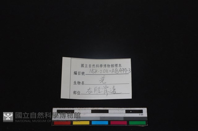 山羌骨藏品圖，第3張
