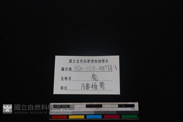 梅花鹿骨藏品圖，第3張