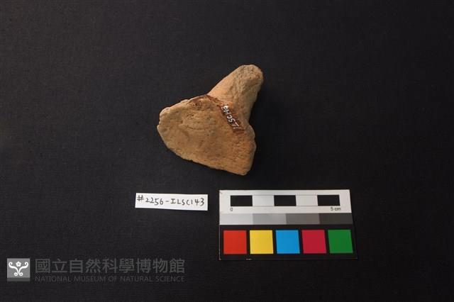 陶片藏品圖，第3張