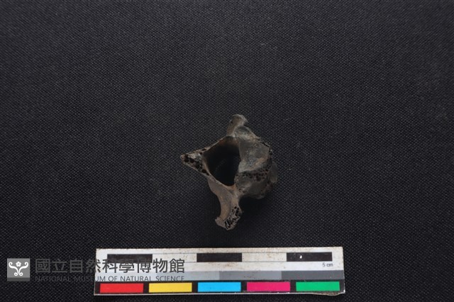 山羌骨藏品圖，第4張