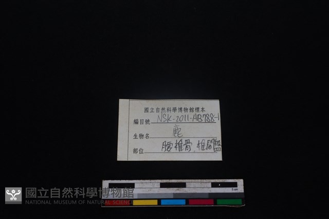梅花鹿骨藏品圖，第4張