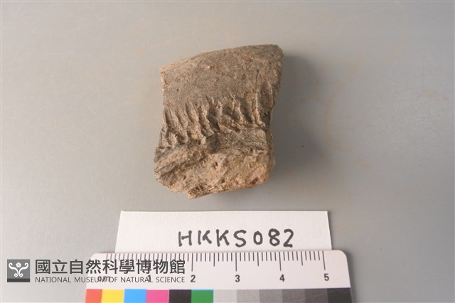 陶片藏品圖，第4張