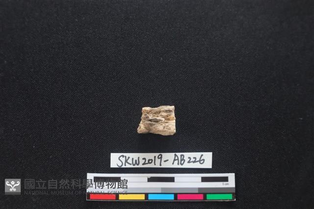 獸骨藏品圖，第2張