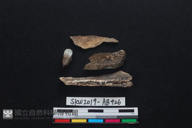 獸骨藏品圖，第2張